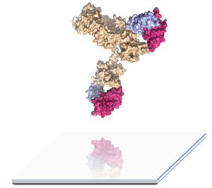 Antibody engineering. Illustration.